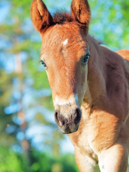 Retrato de pequeño castaño potro de Hanóver — Foto de Stock