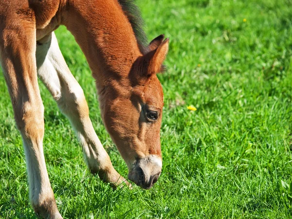 Little bay foal of sportive breed — Stock Photo, Image
