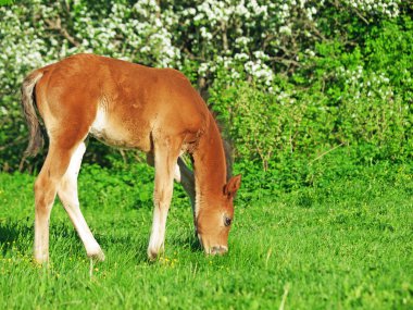 küçük bay Hannoverli tayı otlatma