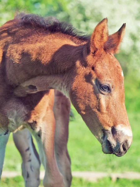 Portrait of little chestnut Hanoverian foal — Stock Photo, Image