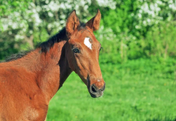 Portret van baai Hannoveraanse veulen — Stockfoto