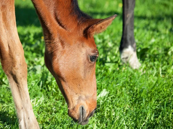 Porträtt av bay Hannoveranare föl — Stockfoto