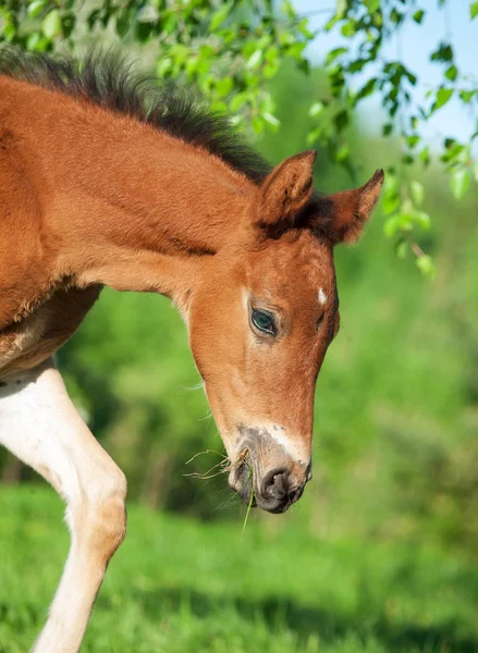 ツリーの下に小さな湾ハノーファー子馬 — ストック写真