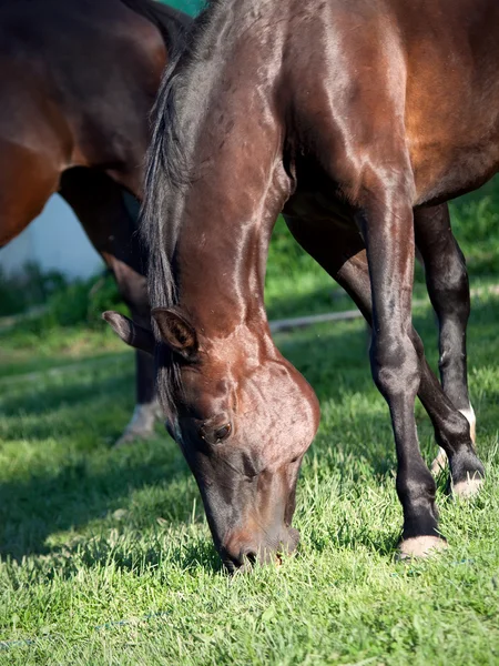 Fölning mare på betet — Stockfoto