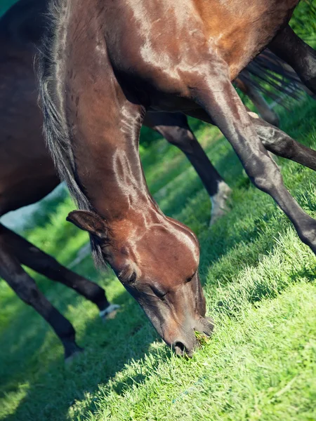 Foaling 母马在牧场 — 图库照片