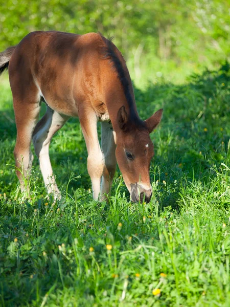 Little bay Hanoverian foal — Stock Photo, Image