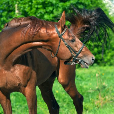 kestane trakehner aygır