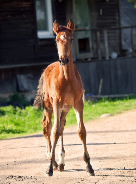 Little bay Hanoverian foal — Stock Photo, Image