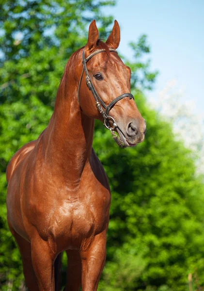 Jarní portrét kaštanové trakehner hřebce — Stock fotografie