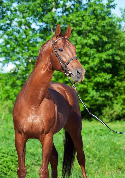 Våren porträtt av kastanj trakehner hingst — Stockfoto