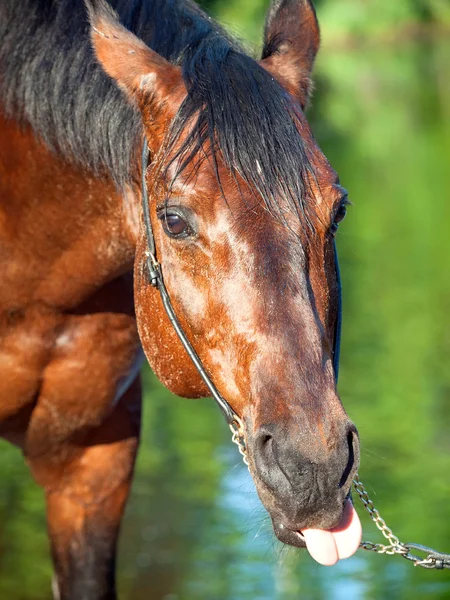 Divertente ritratto di bel cavallo — Foto Stock