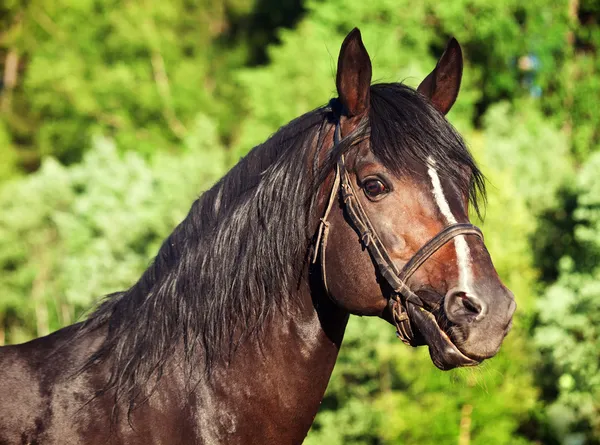 Portrait of beautiful breed sportive stallion — Stock Photo, Image