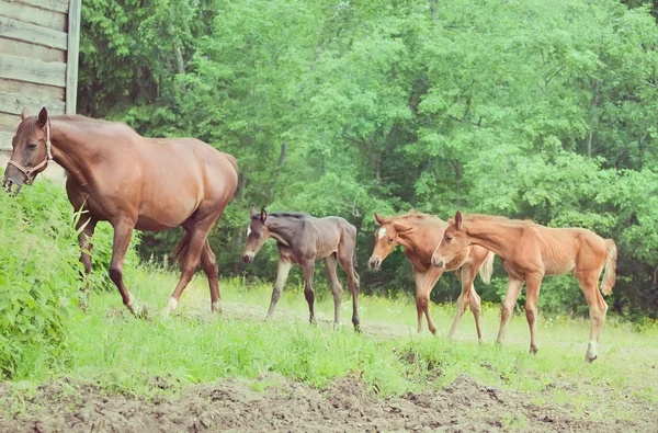 Drie kleine veulens met moeder — Stockfoto