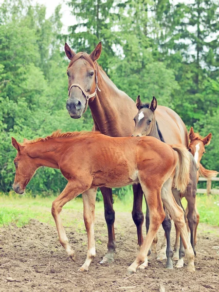 Tři malé hříbata s mámou. Zataženo ráno — Stock fotografie