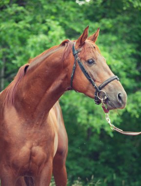 kestane trakehner aygır portresi. Bulutlu sabah
