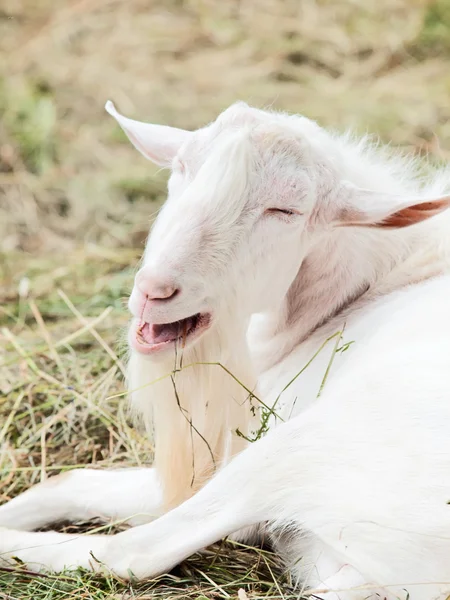 Portrét bílých koz proti seno — Stock fotografie