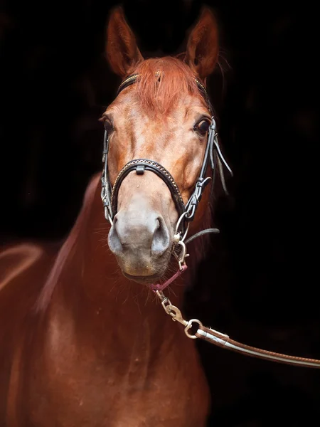 Portrait of sorrel Trakehner stallion on black background — Stock Photo, Image