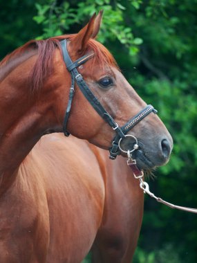 kestane trakehner aygır portresi. Bulutlu sabah