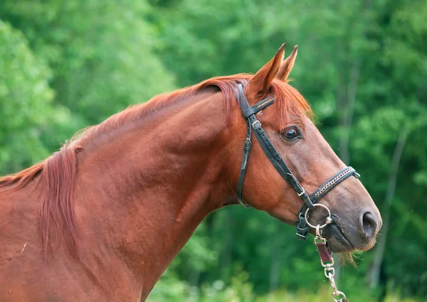 Portrait of chestnut Trakehner stallion. cloudy morning — Stock Photo, Image