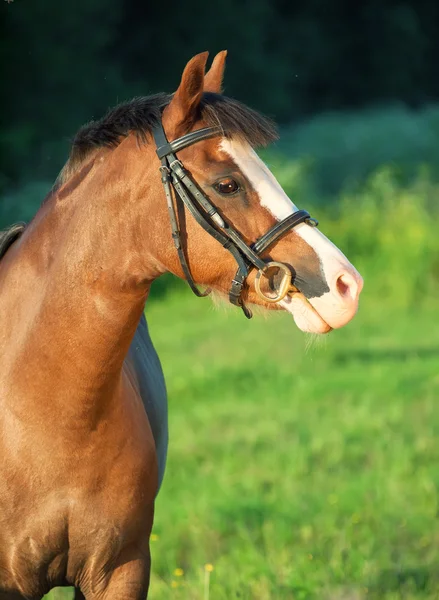 Portrait of beautiful welsh pony mare — Stock Photo, Image