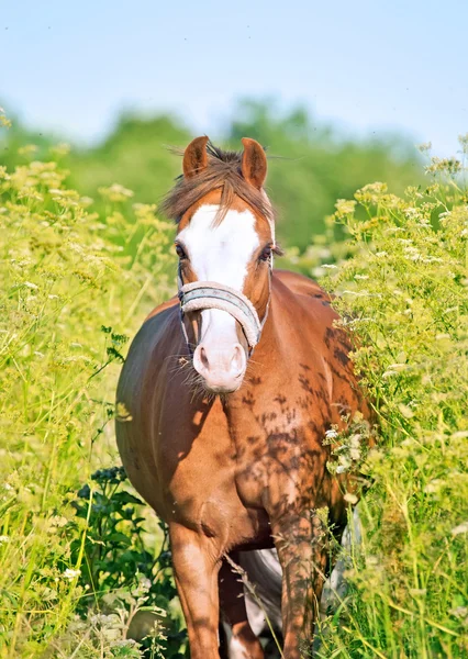 Бег валлийского пони среди трав — стоковое фото