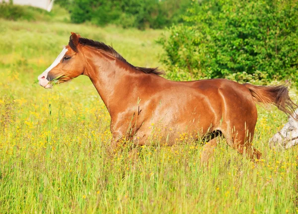 Running Welsh pony in the field — стоковое фото
