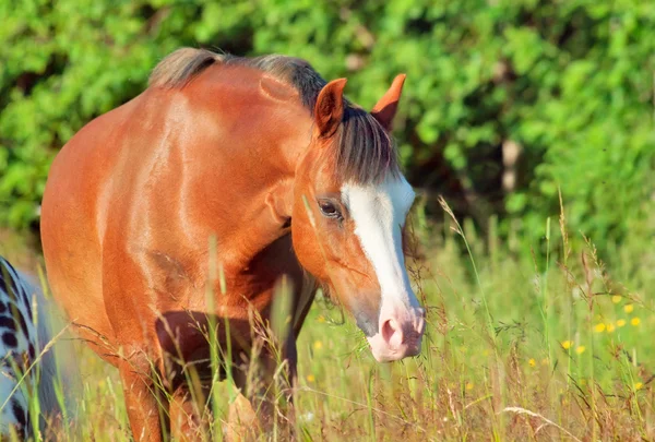 Walking welsh ponny i fältet — Stockfoto