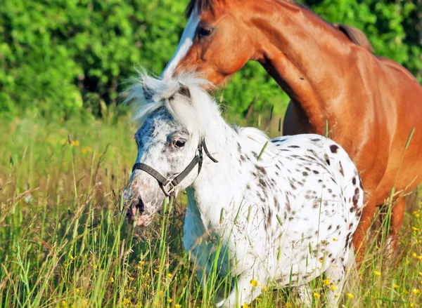 Mini Appaloosa and Welsh pony in the field — стоковое фото