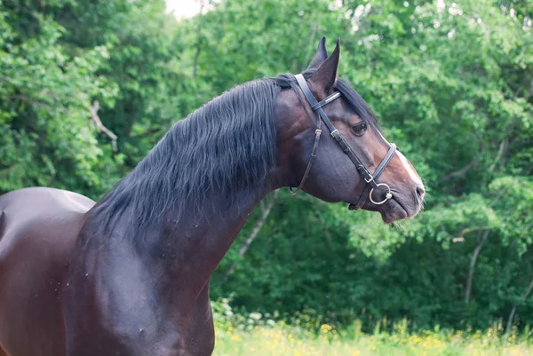 美丽的养殖体育种马的肖像 — 图库照片