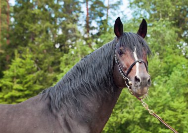 Portrait of beautiful breed stallion at forest background