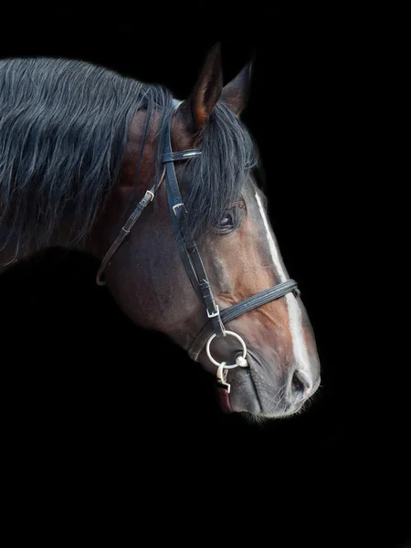 Portrait eines wunderschönen Rasse sportlichen Hengstes auf schwarzem Hintergrund — Stockfoto