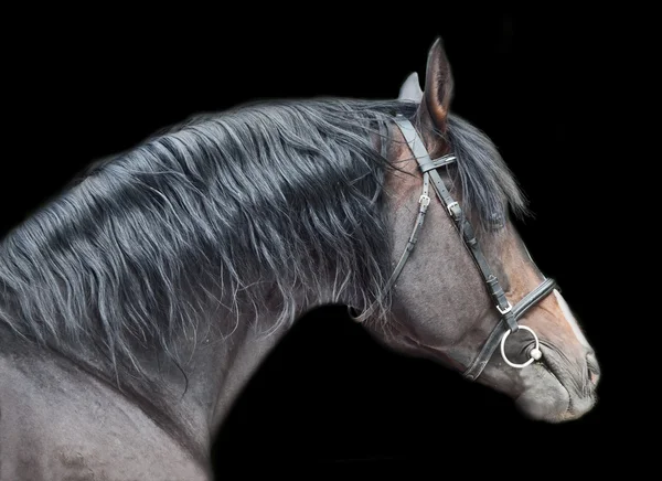 Portrait of beautiful breed sportive stallion at black backgroun — Stock Photo, Image