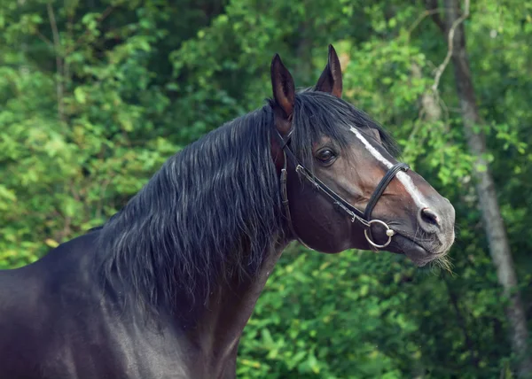 Beau étalon de race au fond de la forêt — Photo