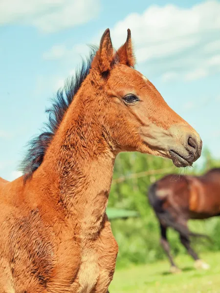 Retrato de potro pequeño . — Foto de Stock