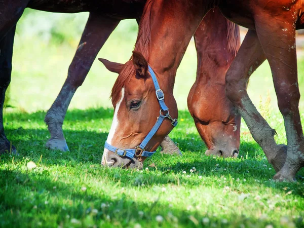 Young horses in the pasture — Stock Photo, Image