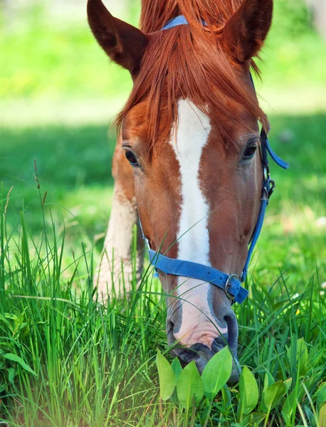 Porträt eines jungen Pferdes auf der Weide. Nahaufnahme — Stockfoto