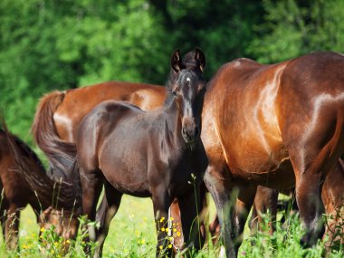 küçük yavru hayvan sürüsü ile