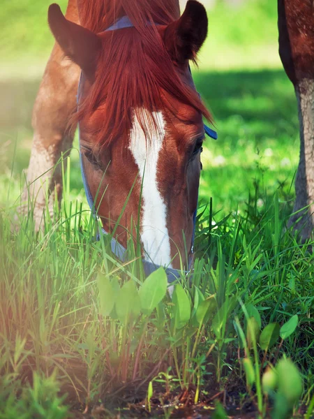 Ritratto di giovane cavallo al pascolo. vicino — Foto Stock