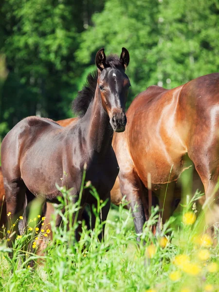 Colt med mamma i fältet blossom — Stockfoto