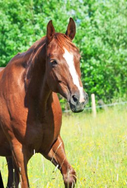 Genç mare arazide portresi