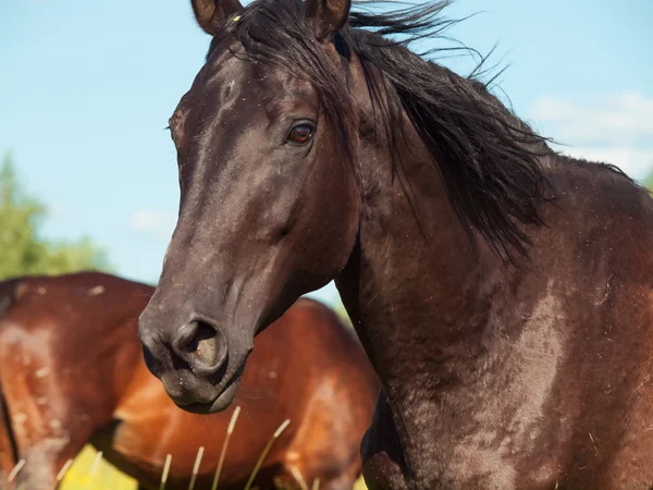 Portrait of running black mare in the pasture — Stock Photo, Image