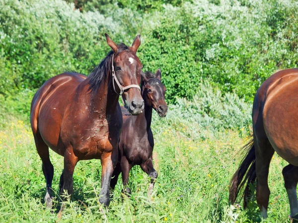 Стадо спортивных лошадей с жеребцами — стоковое фото