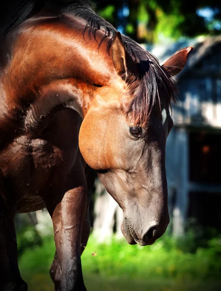 自由で若い馬の肖像画 — ストック写真