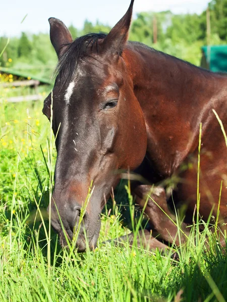 Portret van oude dam onder gras te leggen — Stockfoto