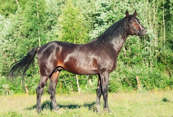 Prachtig ras hengst op bos achtergrond — Stockfoto