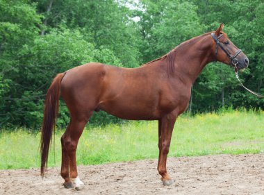 kestane trakehner aygır dış