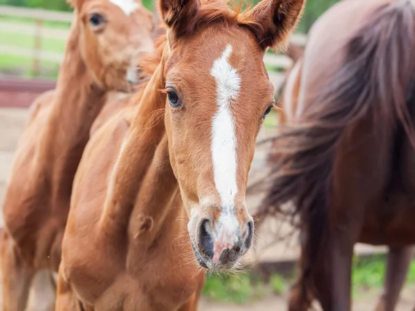 Portrait of chestnut little foals in move — Stock Photo, Image