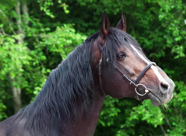 Portrait of beautiful breed sportive stallion — Stock Photo, Image
