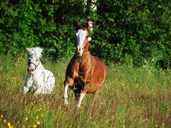 Валлийский пони и мини Appaloosa работает в поле — стоковое фото