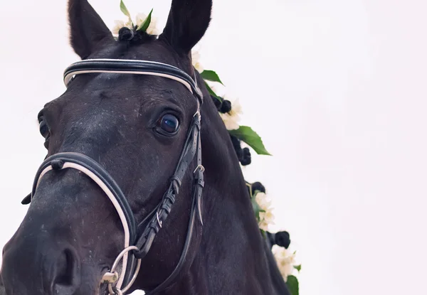 Retrato de belo cavalo preto à noite nublado. de perto — Fotografia de Stock